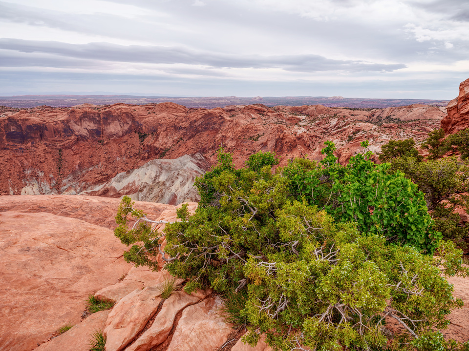 Cedar Bush View Of Upheaval Dome