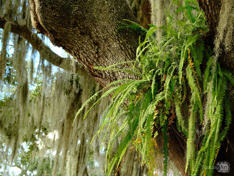 Green Ferns and Spanish Moss