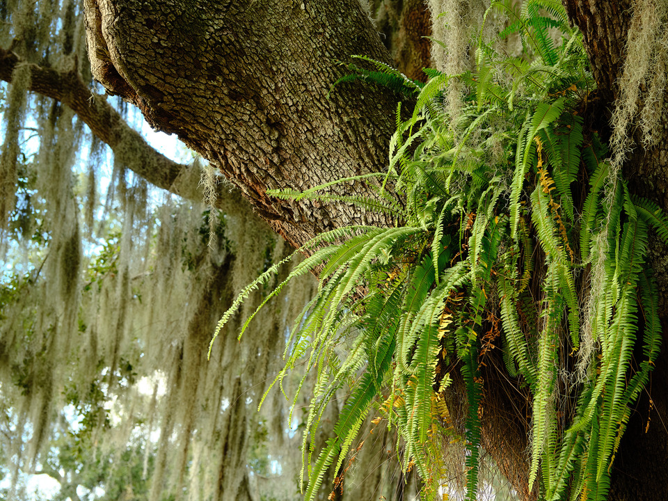 Green Ferns and Spanish Moss