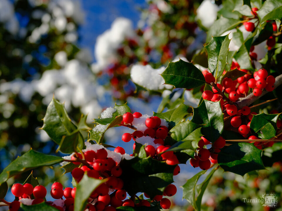 Red Berries in the Snow