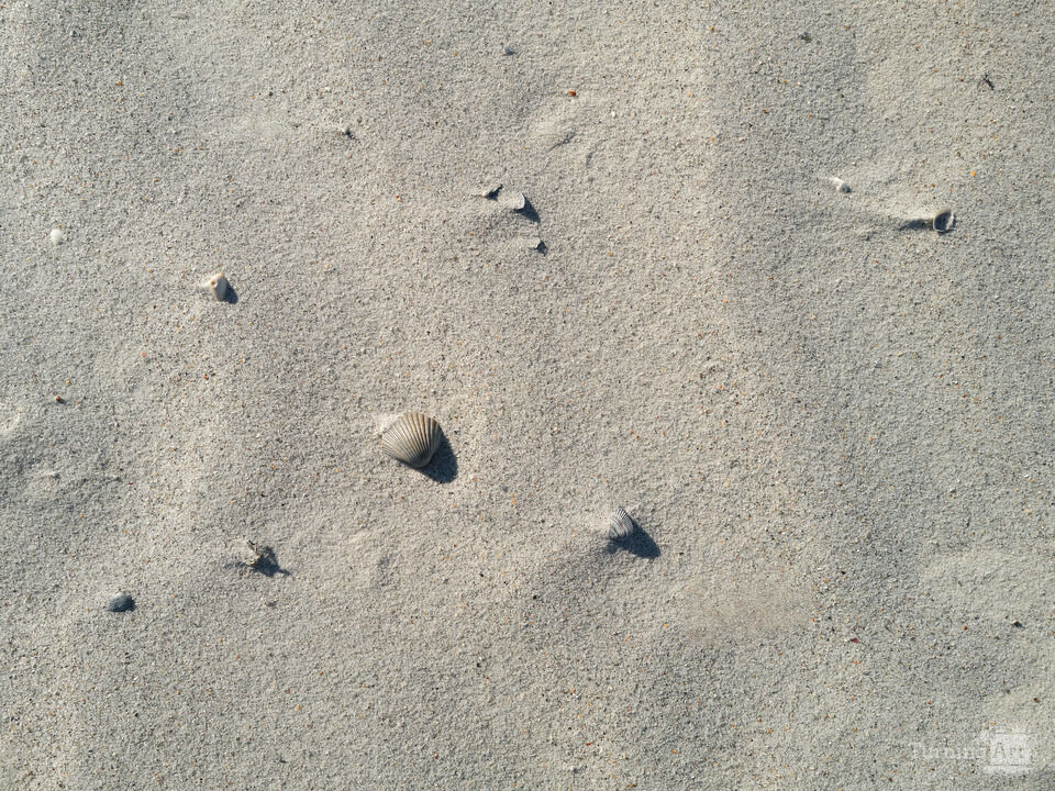 Shells on a Florida Beach