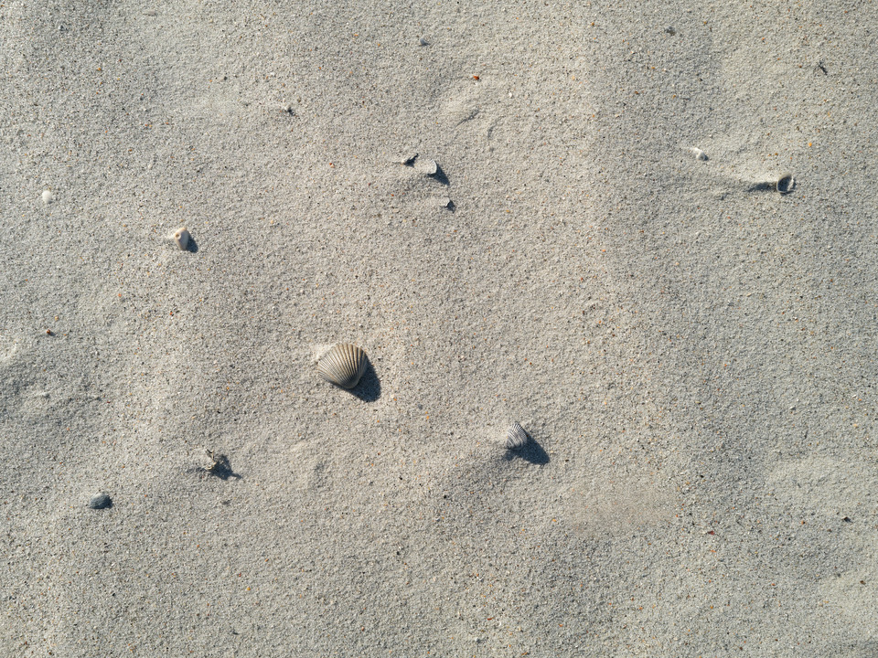 Shells on a Florida Beach