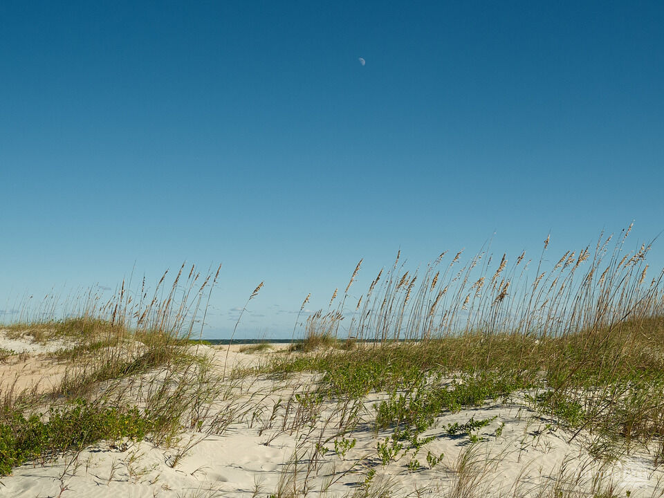 Sea Oats, Sand Dunes on Anastasia Beach Florida