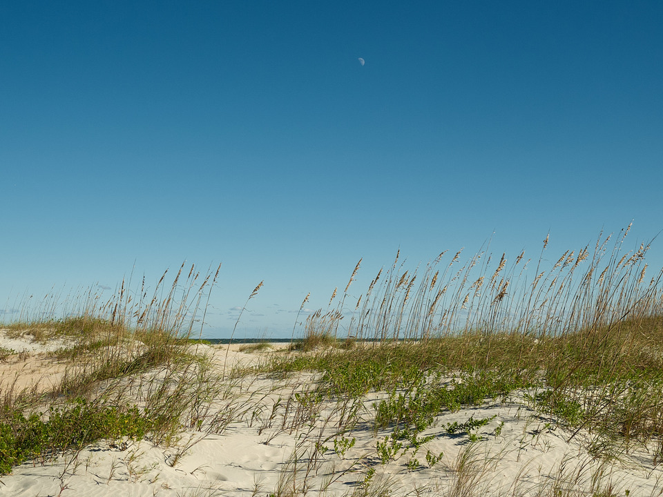 Sea Oats, Sand Dunes on Anastasia Beach Florida
