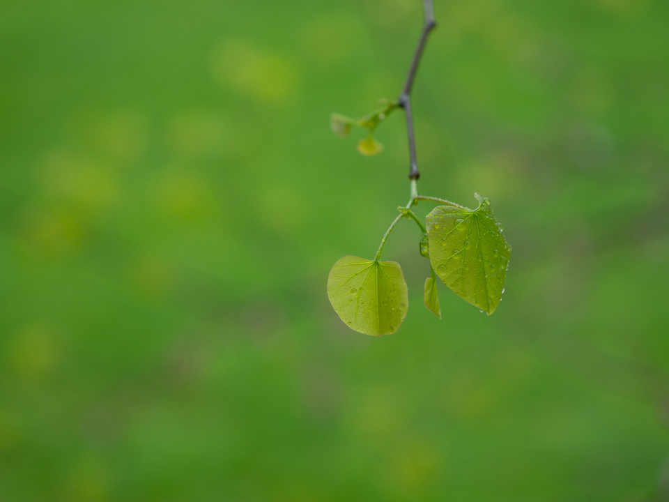 Tender Green Beginnings