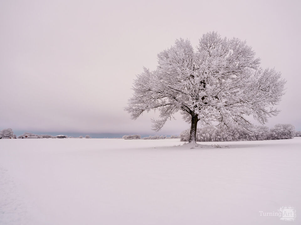 Pink Dawn Over A Snowy Farm
