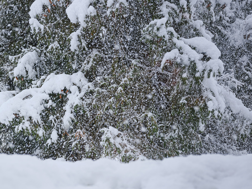 Squirrels Eye View of Home