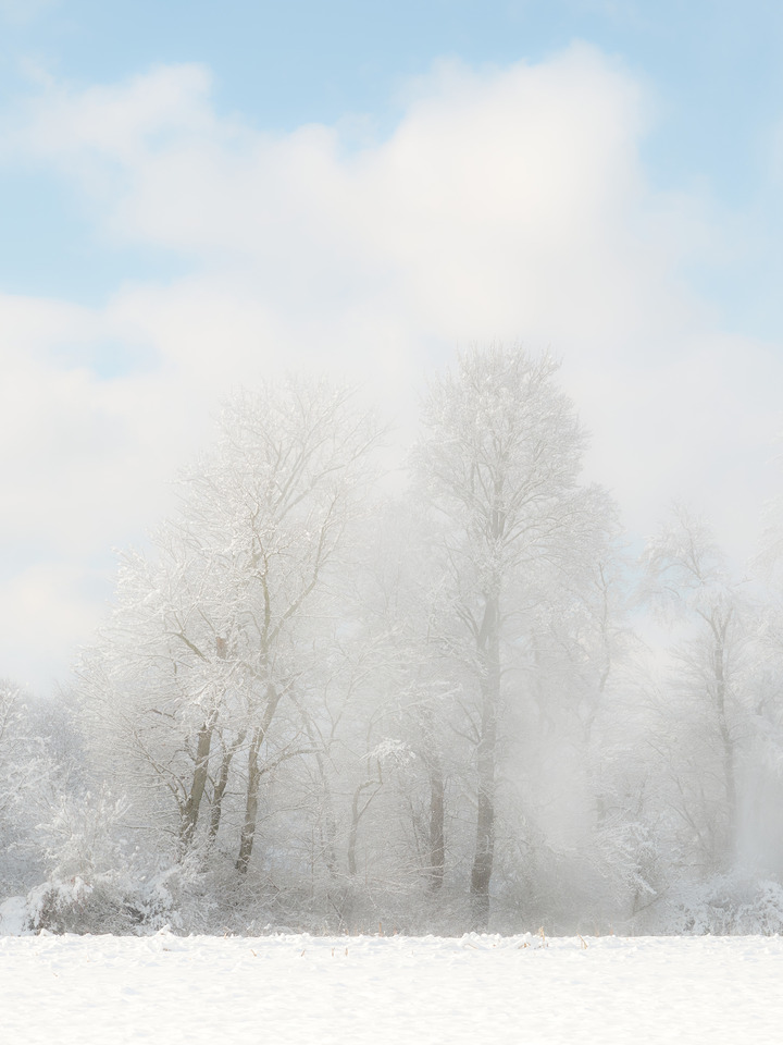 Frozen trees and Blowing Snow