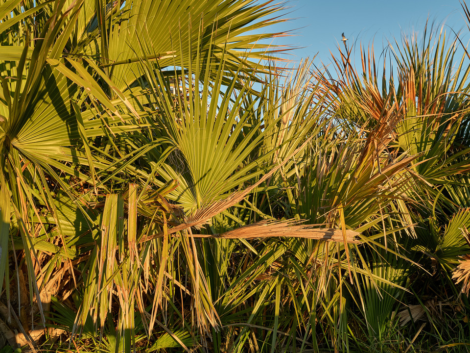 Tropical Palms on a Florida Beach