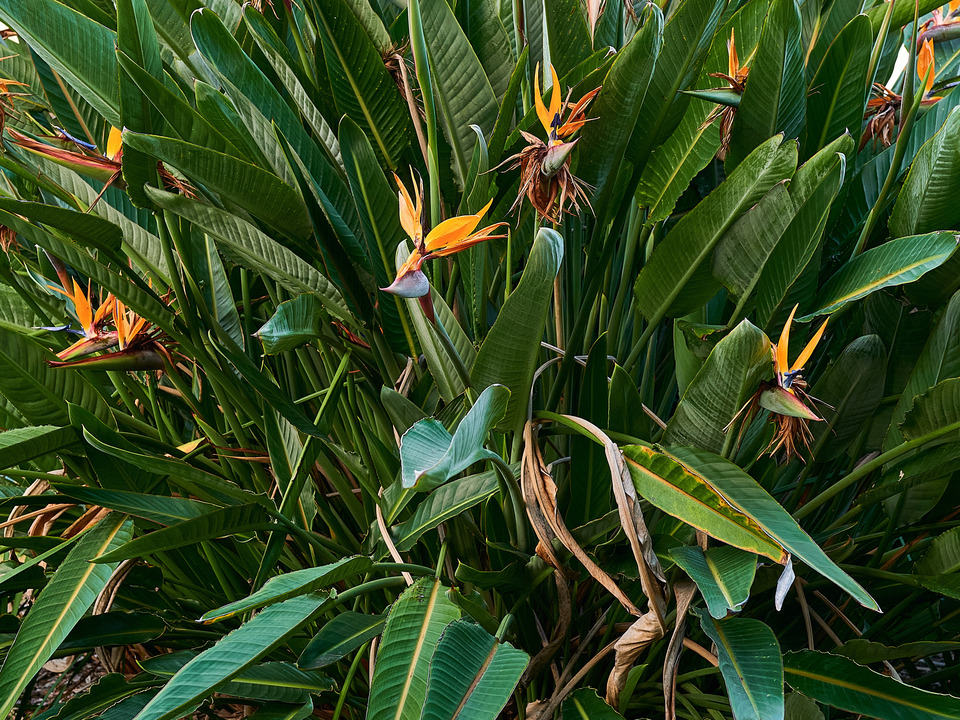Bird of Paradise, Florida