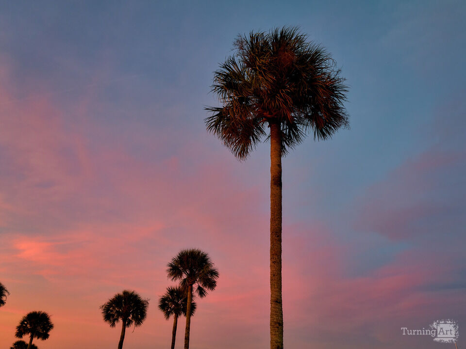 Palm Tree at Sunset