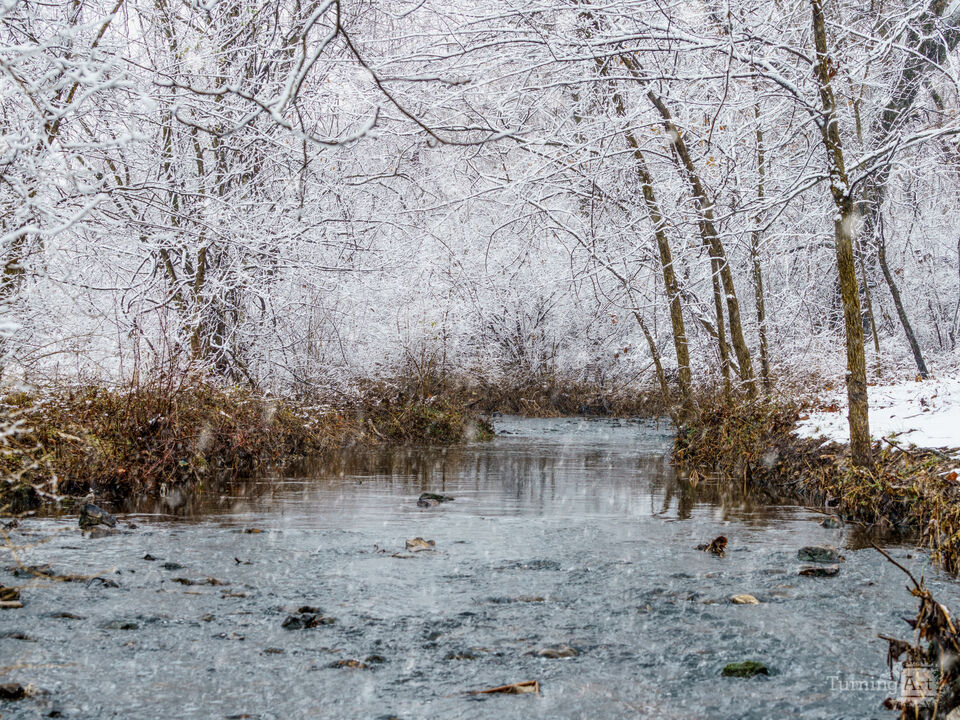 Snow Falling Along South Creek