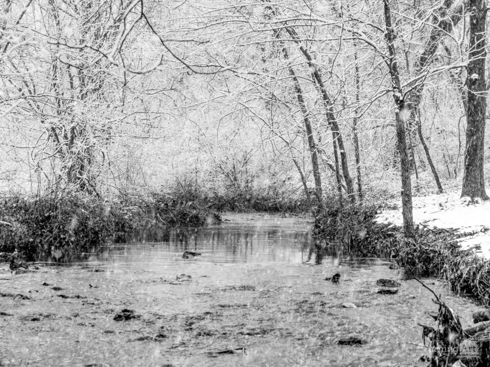 Snow Falling Along South Creek Grayscale