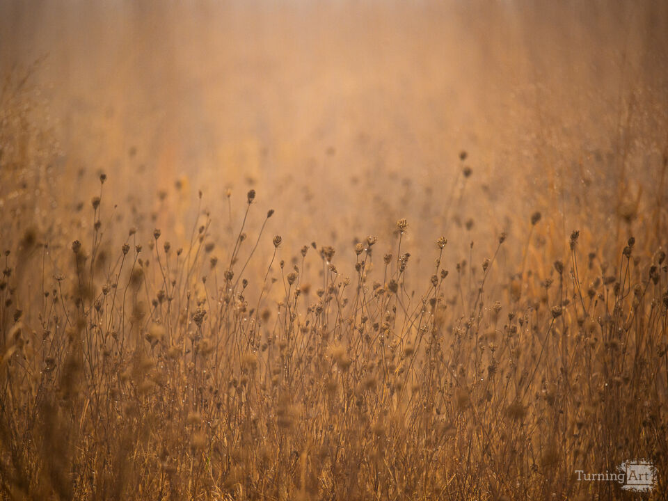 Golden Fields 3