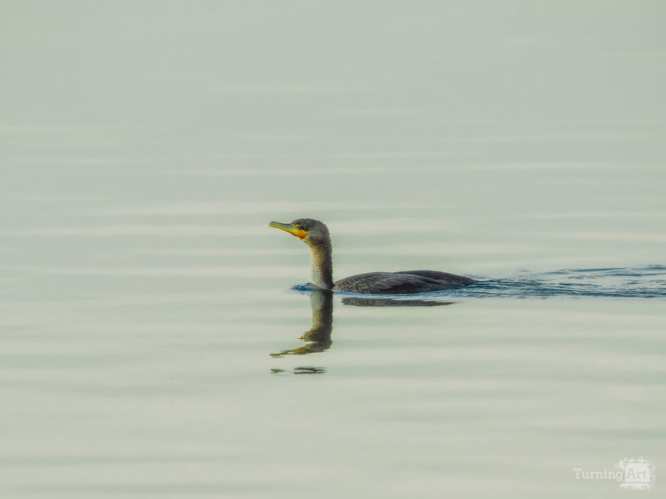 Cormorant Over The River