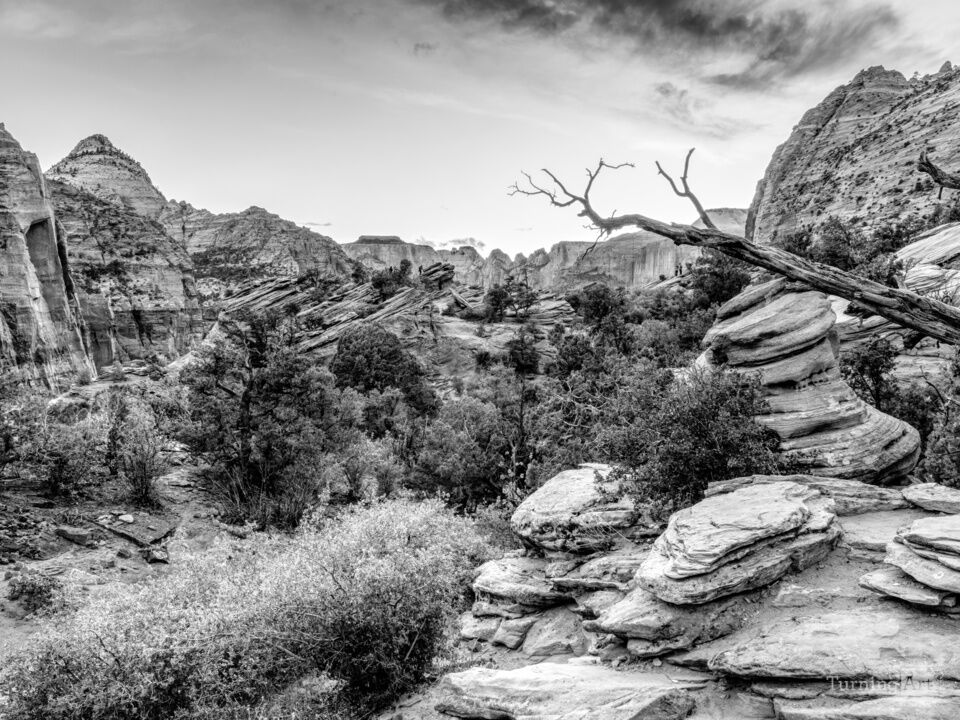 Reach For The Sunset In Zion Grayscale