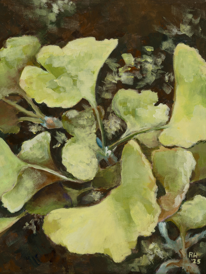 Autumn Ginkgo Leaves