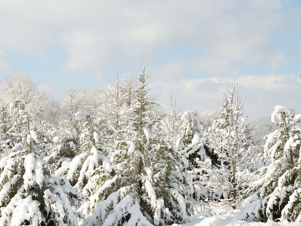 Snowy Path through the Pine Trees I