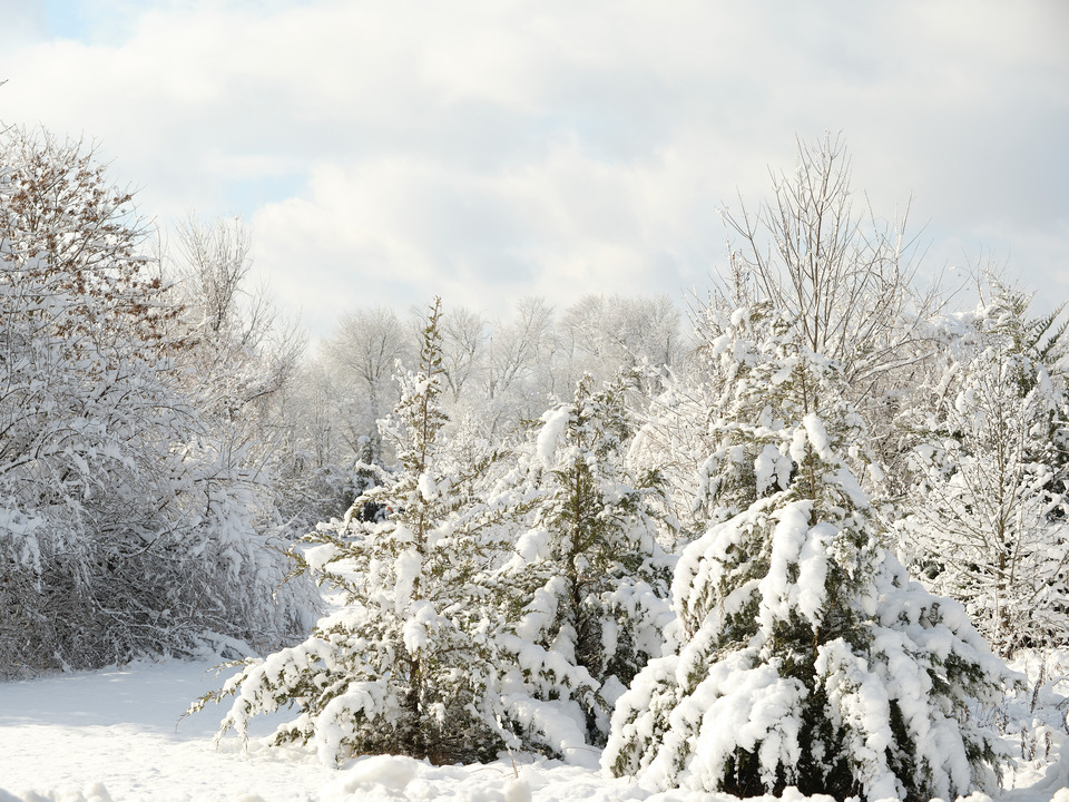 Snowy Path through the Pine Trees II