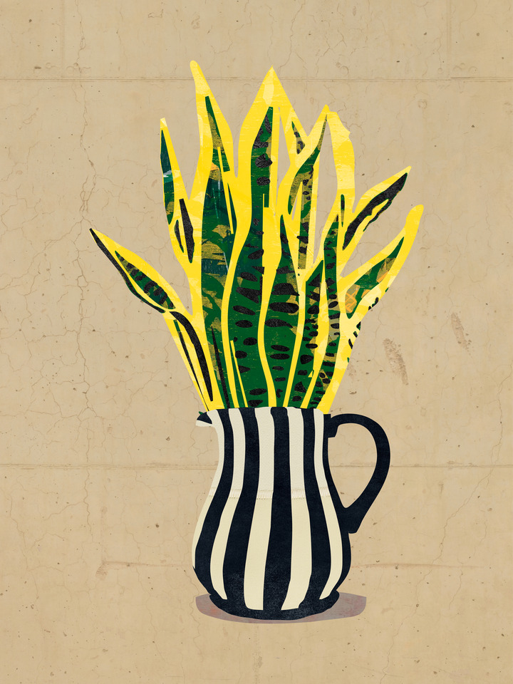 Jarro Listrado e Espada de São Jorge