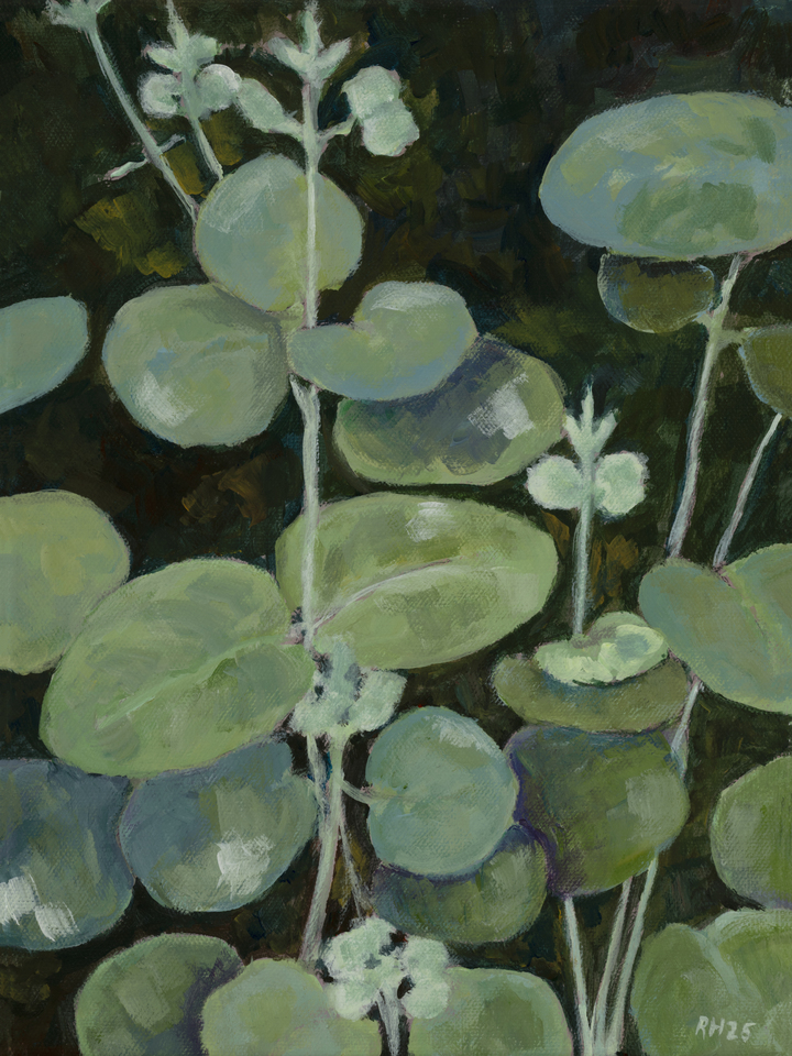 Eucalyptus Leaves
