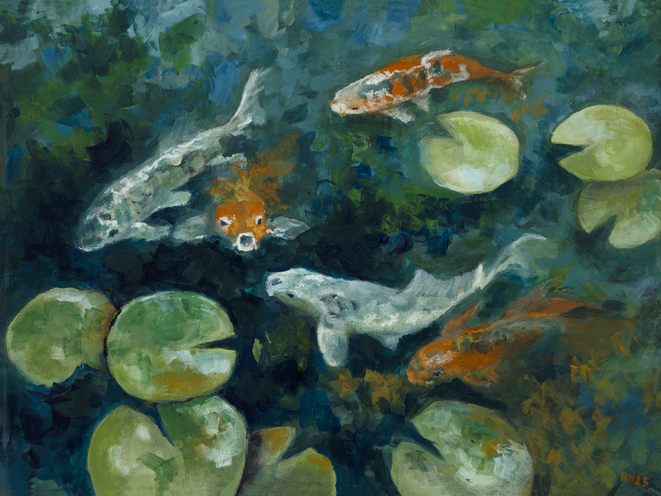 Five Koi Fish Feeding