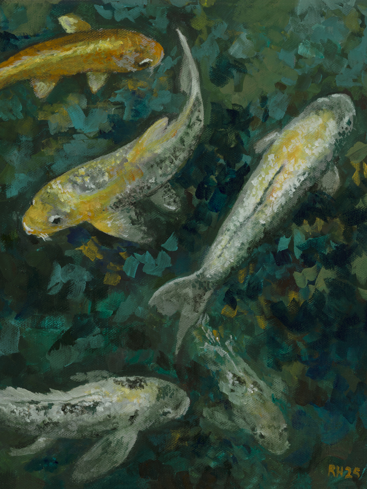 Five Colorful Koi