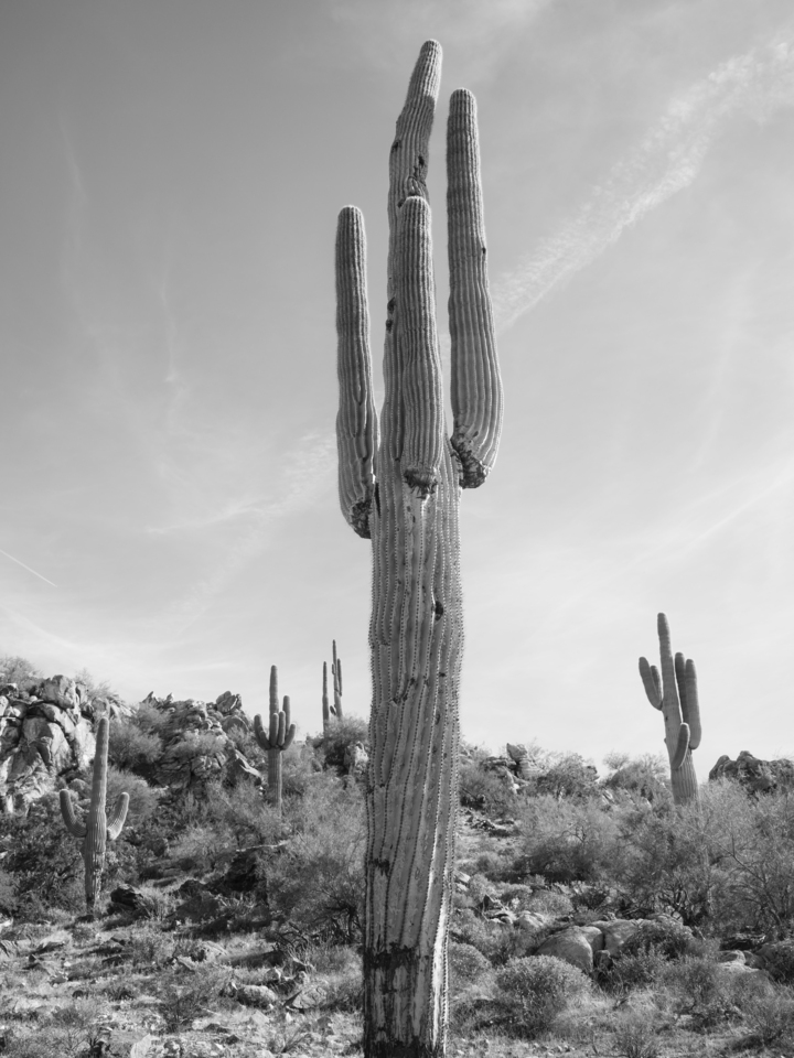 Black and White Desert