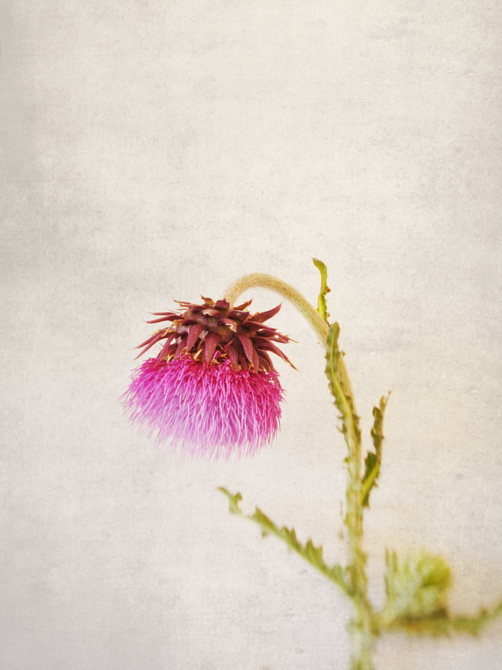 The Sheepish Thistle