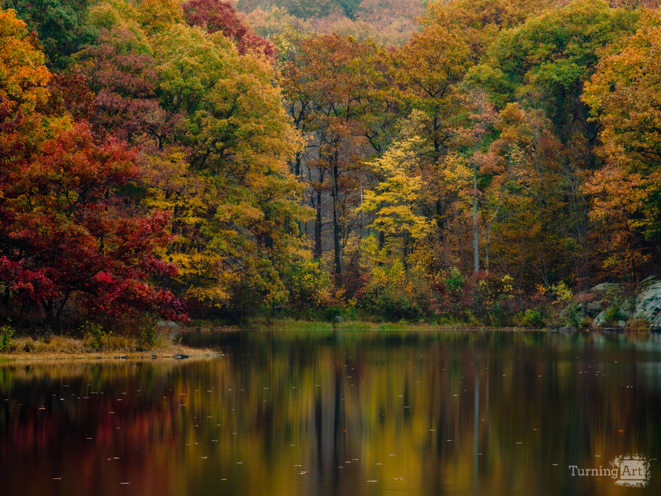 Forest Reflections