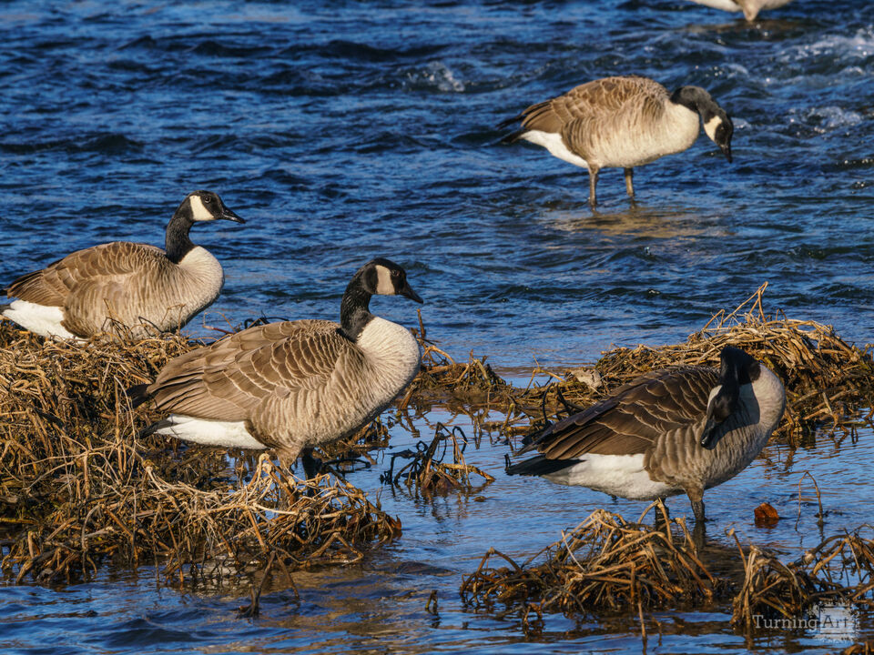 Canada Geese Drying Off