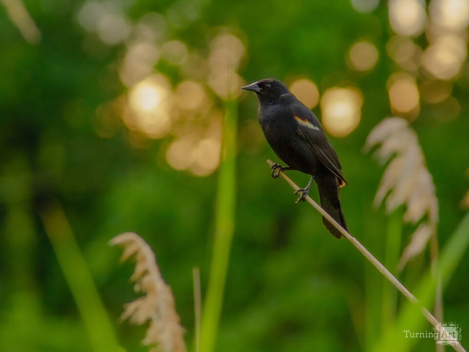 Red Wing Black Bird 1