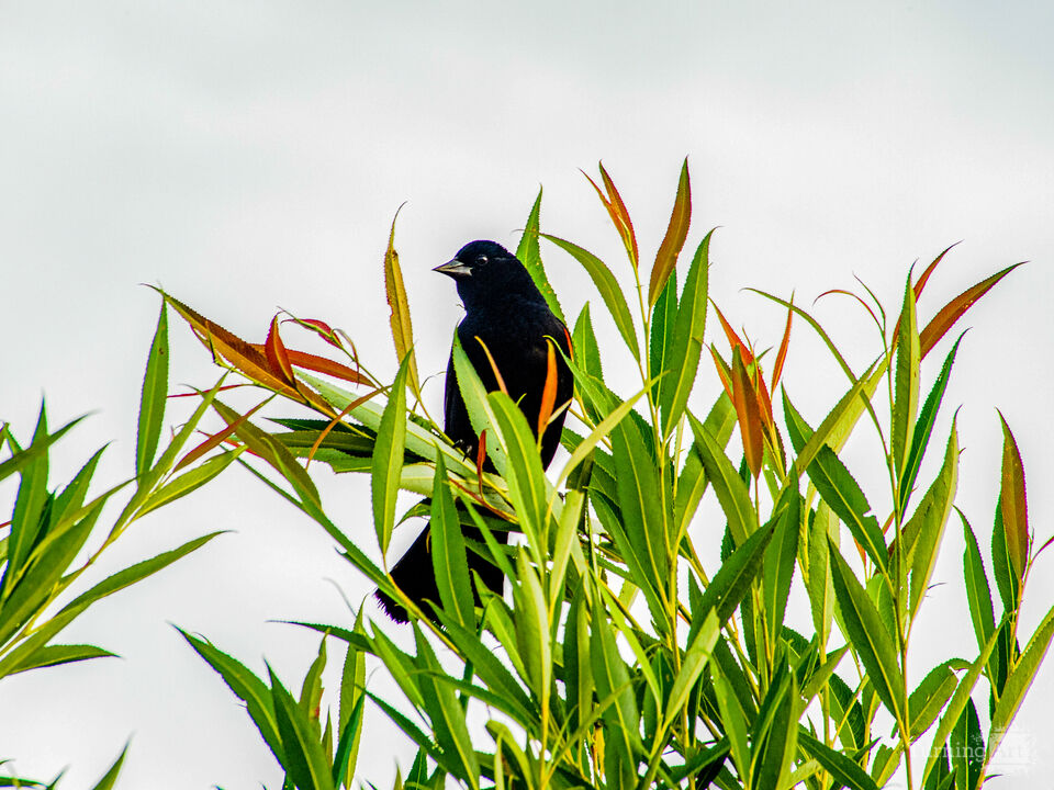 Red Wing Black Bird 2 