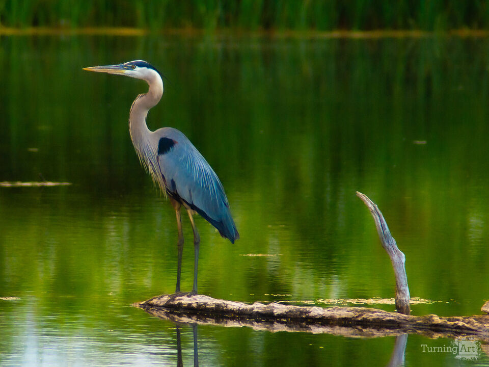 Great Blue
