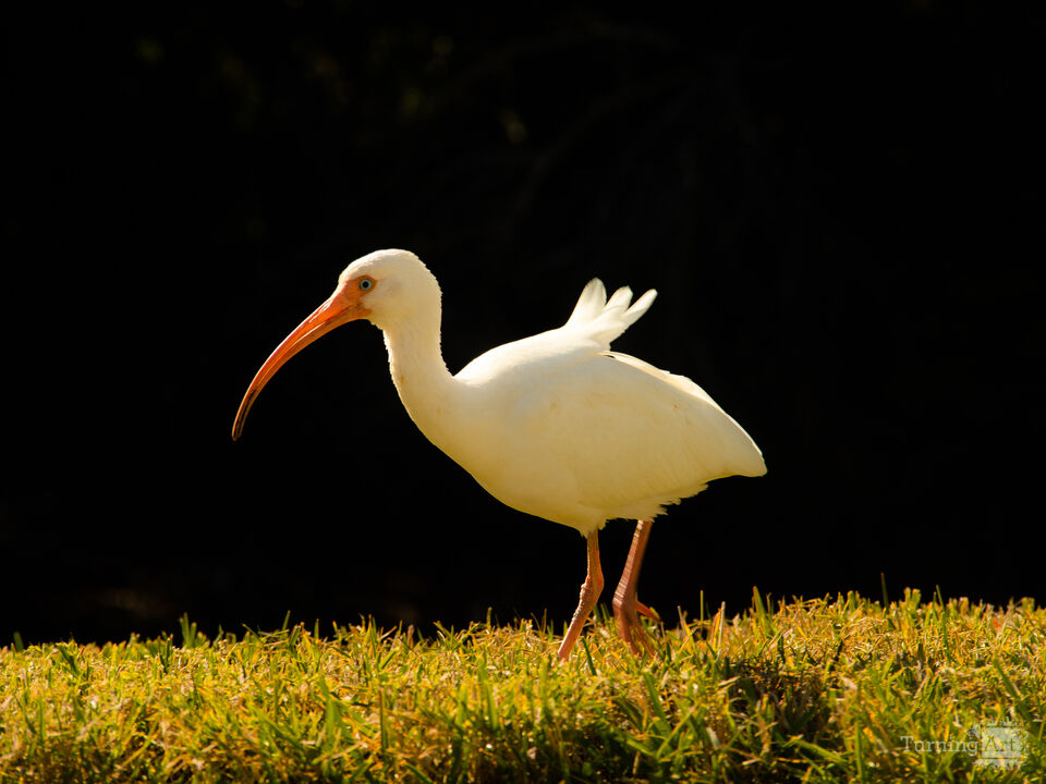 White Ibis