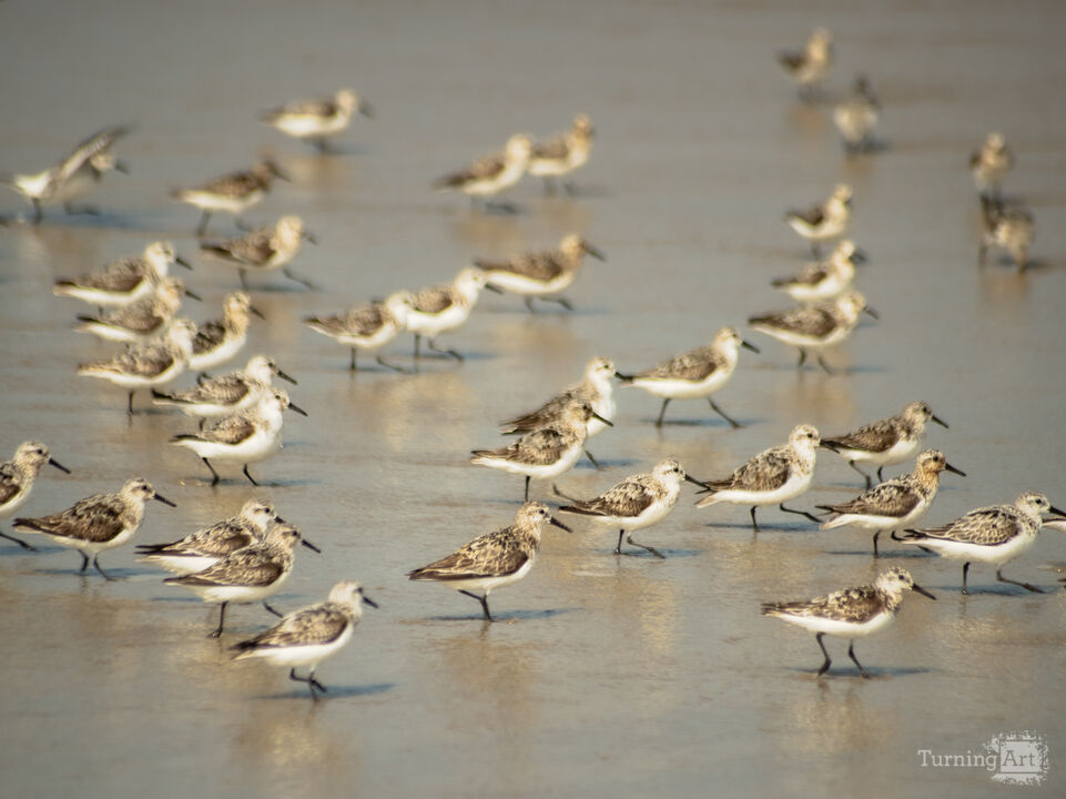Sandpipers
