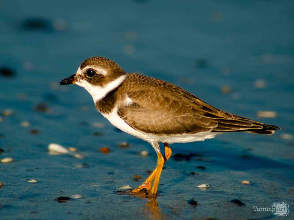 Sandpiper 2