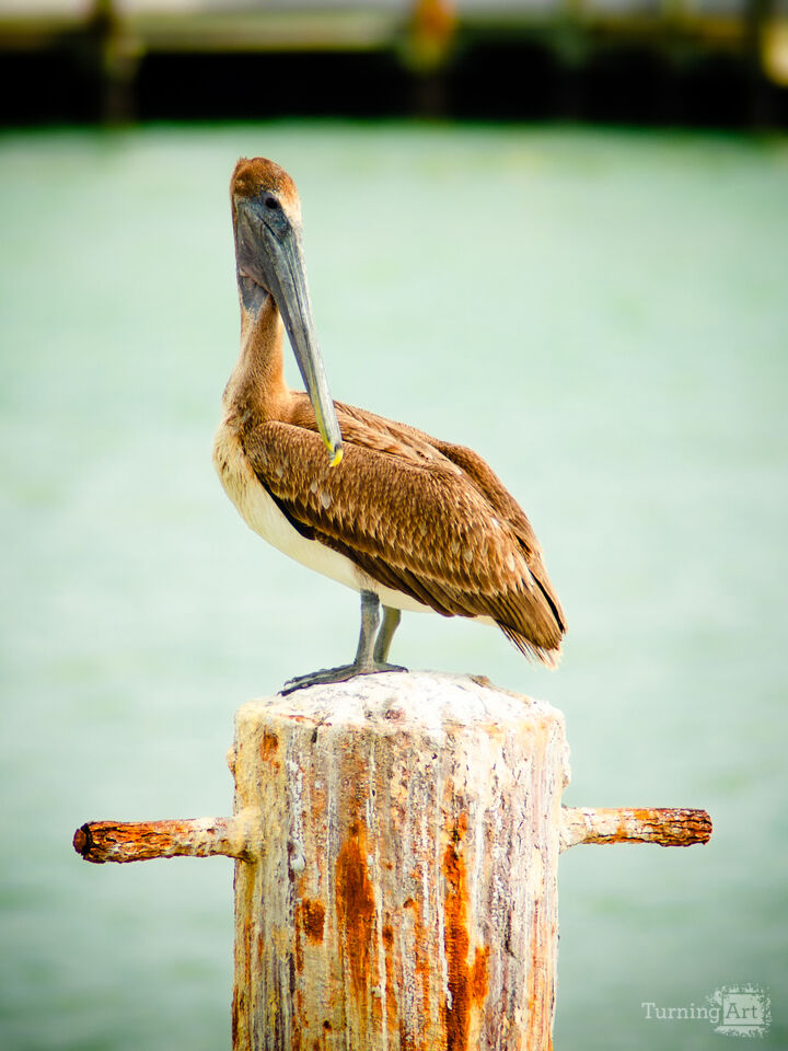 Brown Pelican