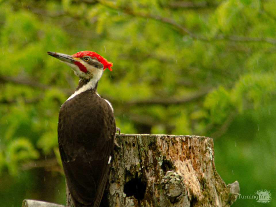 Pileated Woodpecker