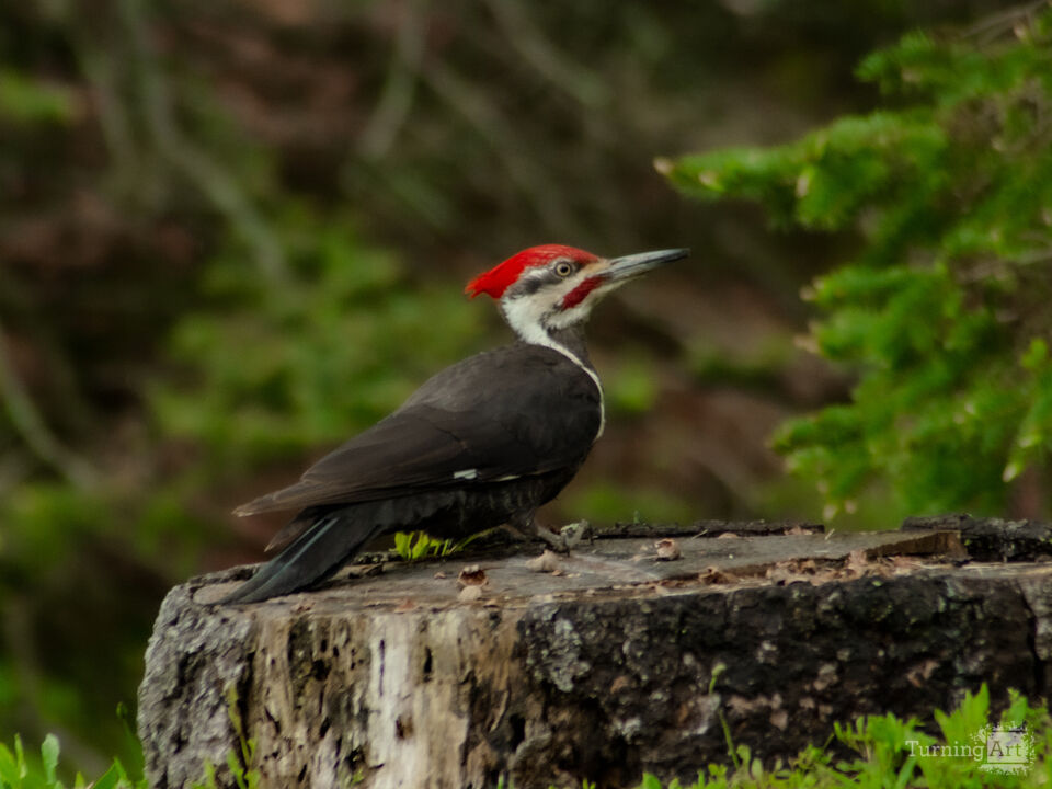 Pileated Woodpecker 2 
