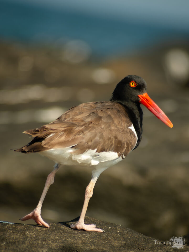 Oyster Catcher