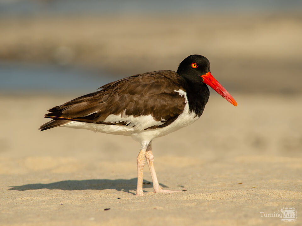 Oyster Catcher 2
