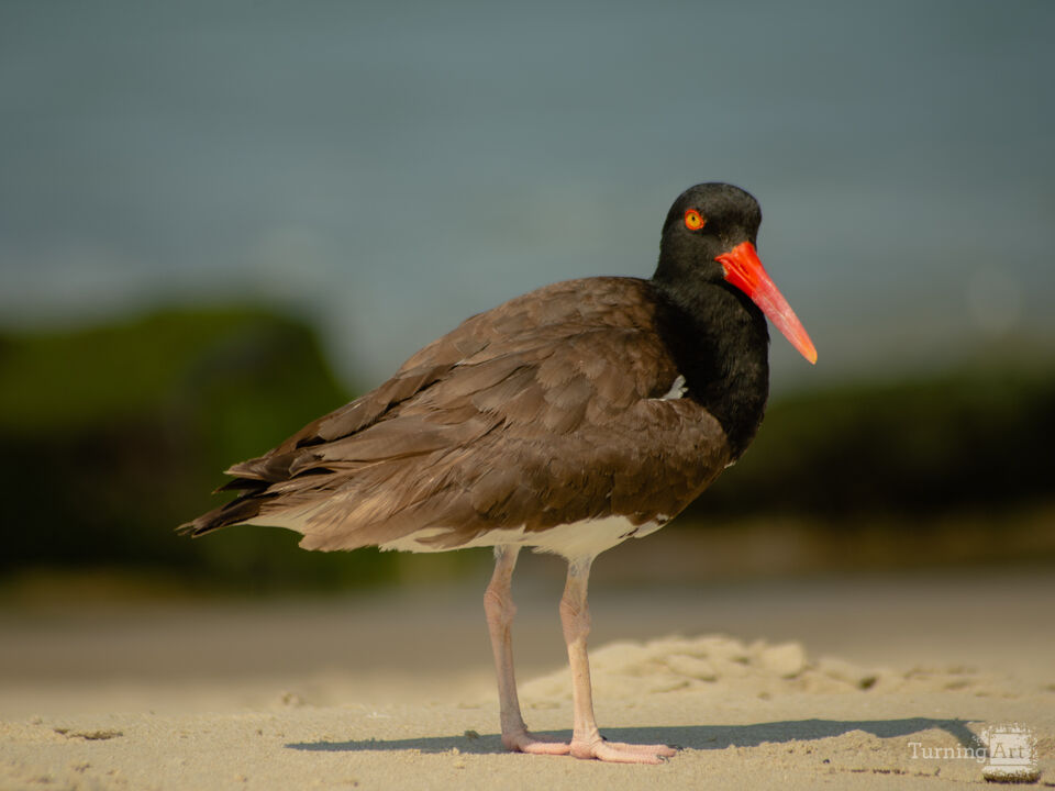 Oyster Catcher 3 