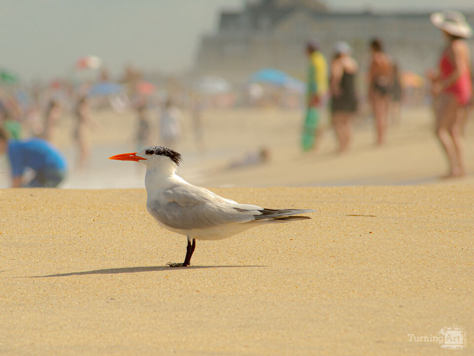 Caspian Tern