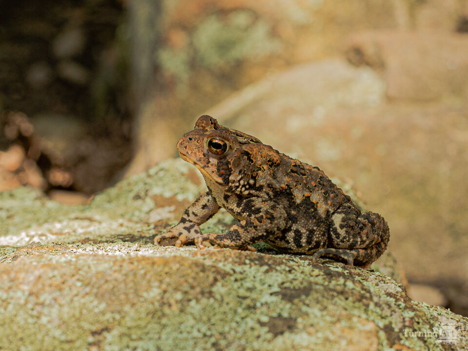 American Toad