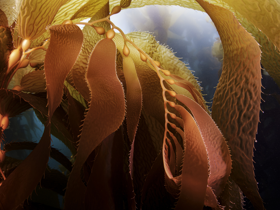 Kelp Forest 