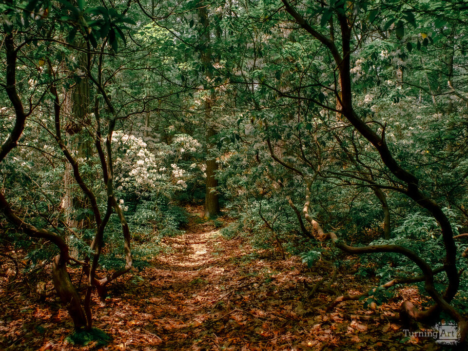 Laurel Path