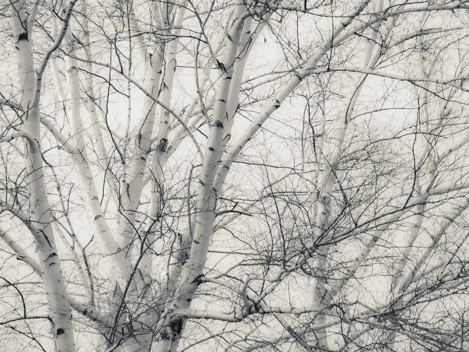 Winter Birch