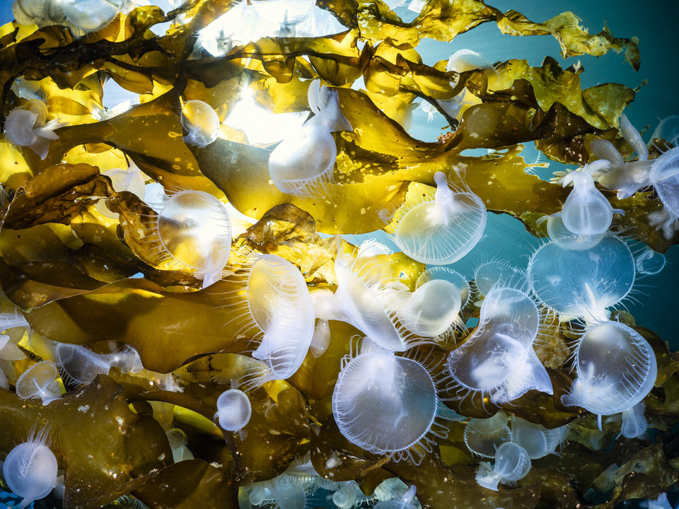 Lion's Mane Nudibranchs 