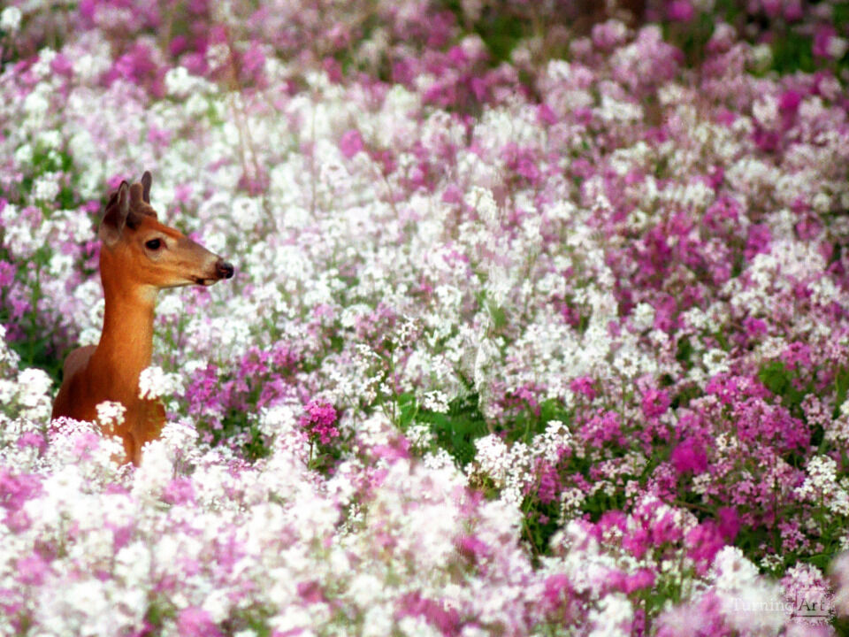 Deer In A Field of Flowers